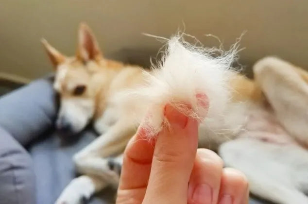 How to remove pet hair from every surface in your home?