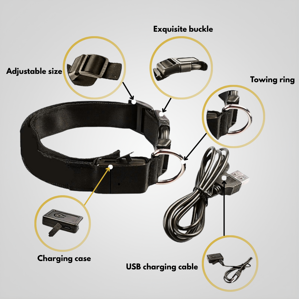LED dog collar: flashing & rechargeable. Night safety, adjustable harness
